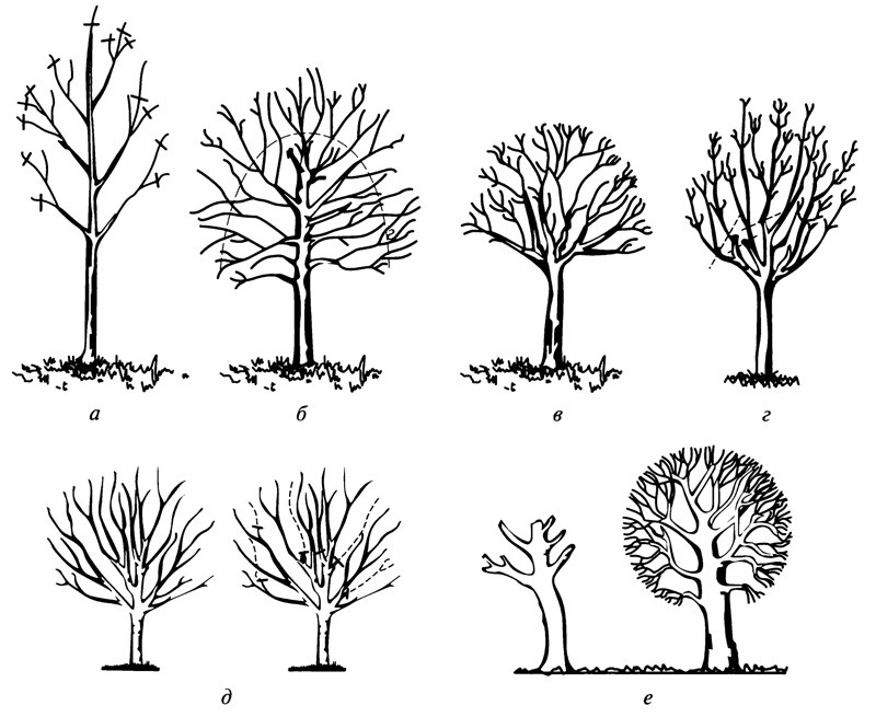 Формирование и обрезка деревьев