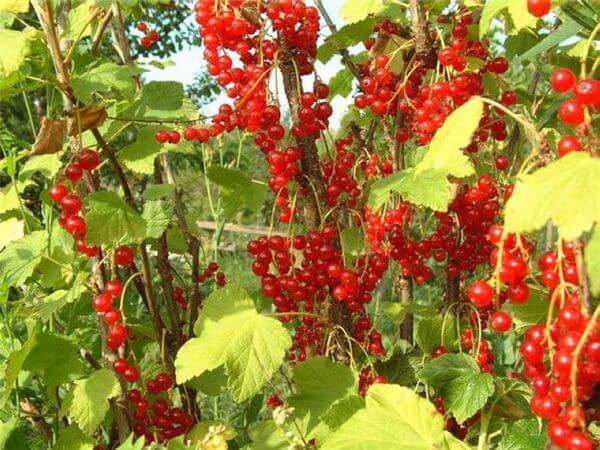 Уход за кустарниками